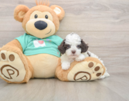 5 week old Poodle Puppy For Sale - Pilesgrove Pups