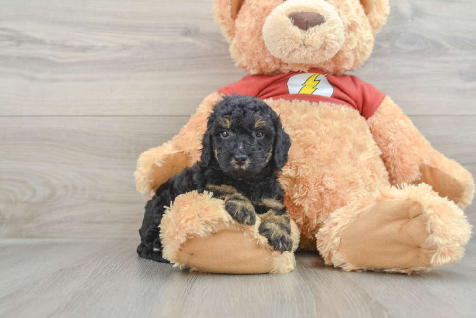 Friendly Poodle Baby