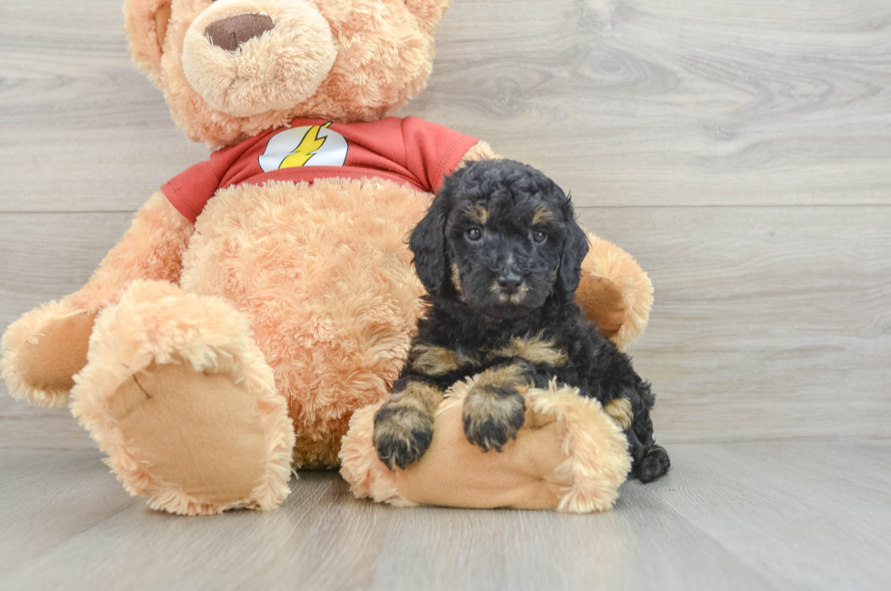 6 week old Poodle Puppy For Sale - Pilesgrove Pups