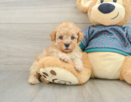 5 week old Poodle Puppy For Sale - Pilesgrove Pups