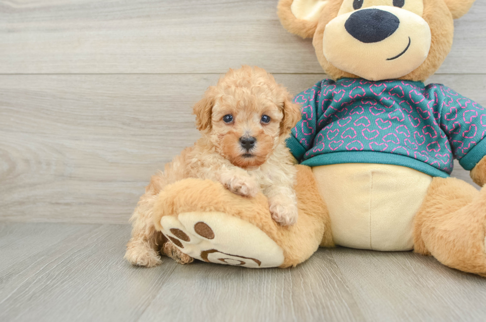 6 week old Poodle Puppy For Sale - Pilesgrove Pups
