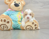 7 week old Poodle Puppy For Sale - Pilesgrove Pups