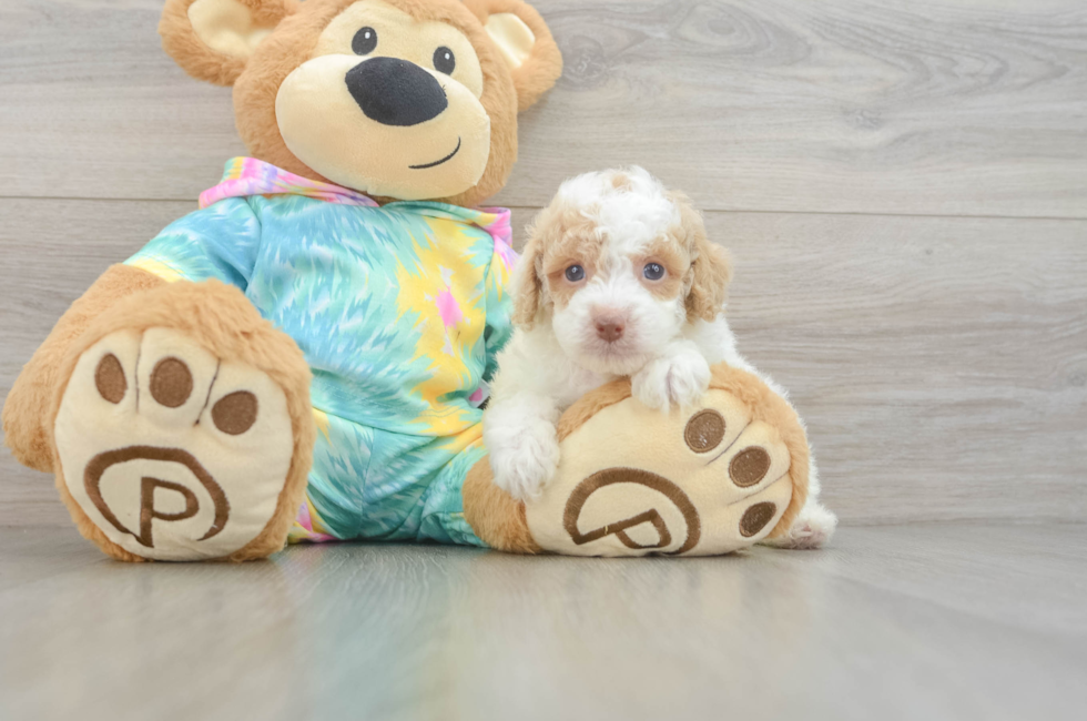 5 week old Poodle Puppy For Sale - Pilesgrove Pups