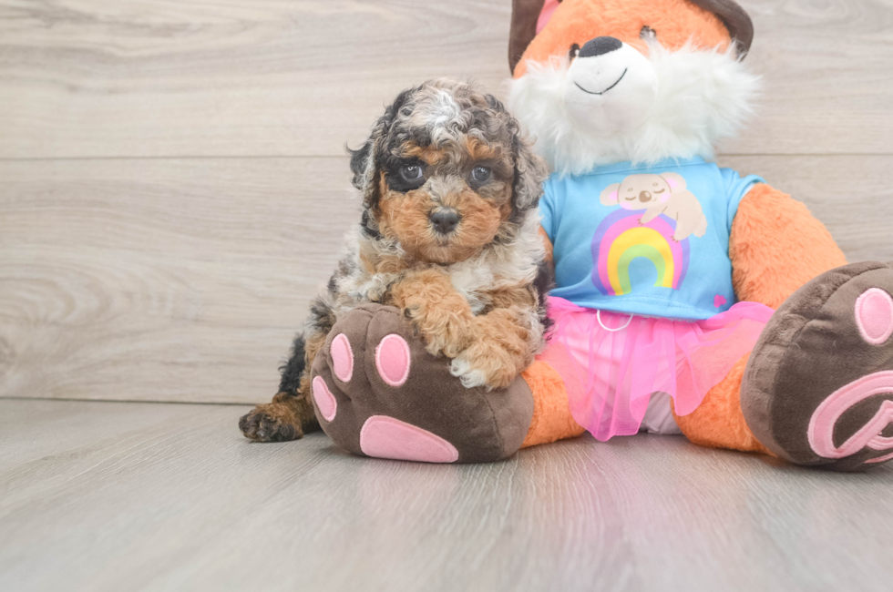 6 week old Poodle Puppy For Sale - Pilesgrove Pups