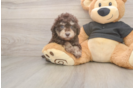 Friendly Poodle Baby