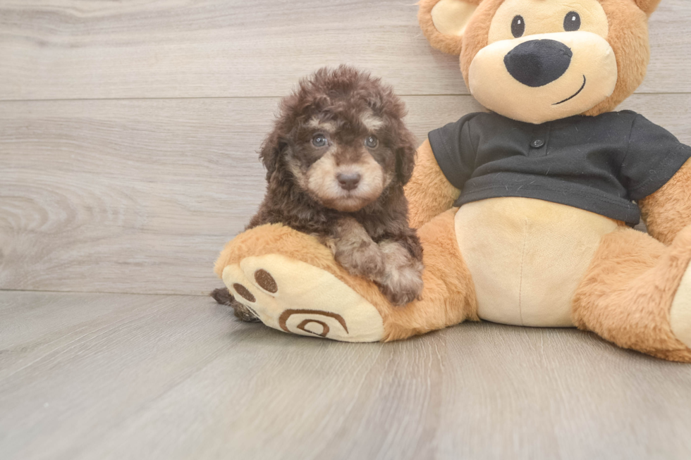 Friendly Poodle Baby