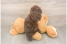 Poodle Puppy for Adoption