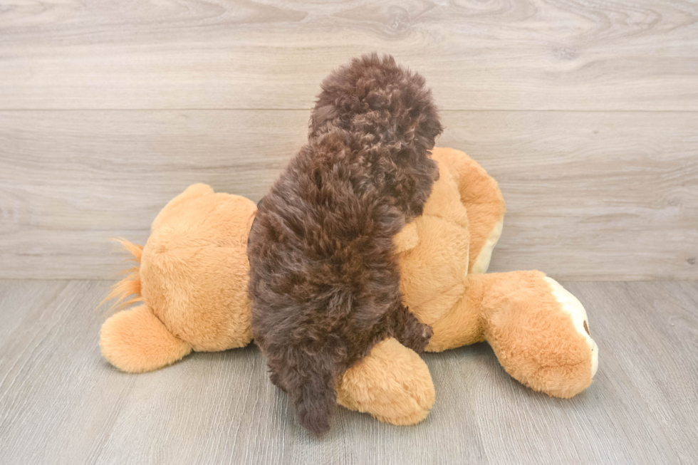 Poodle Puppy for Adoption