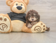 7 week old Poodle Puppy For Sale - Pilesgrove Pups