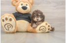 Popular Poodle Purebred Pup