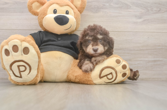 Popular Poodle Purebred Pup