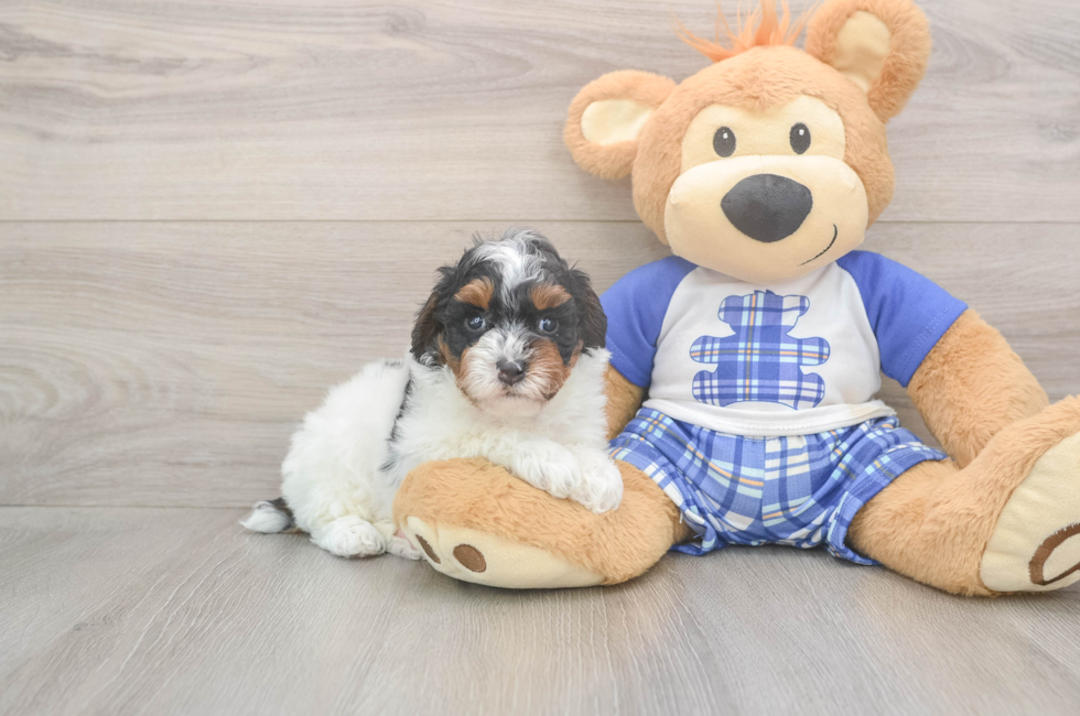 5 week old Poodle Puppy For Sale - Pilesgrove Pups