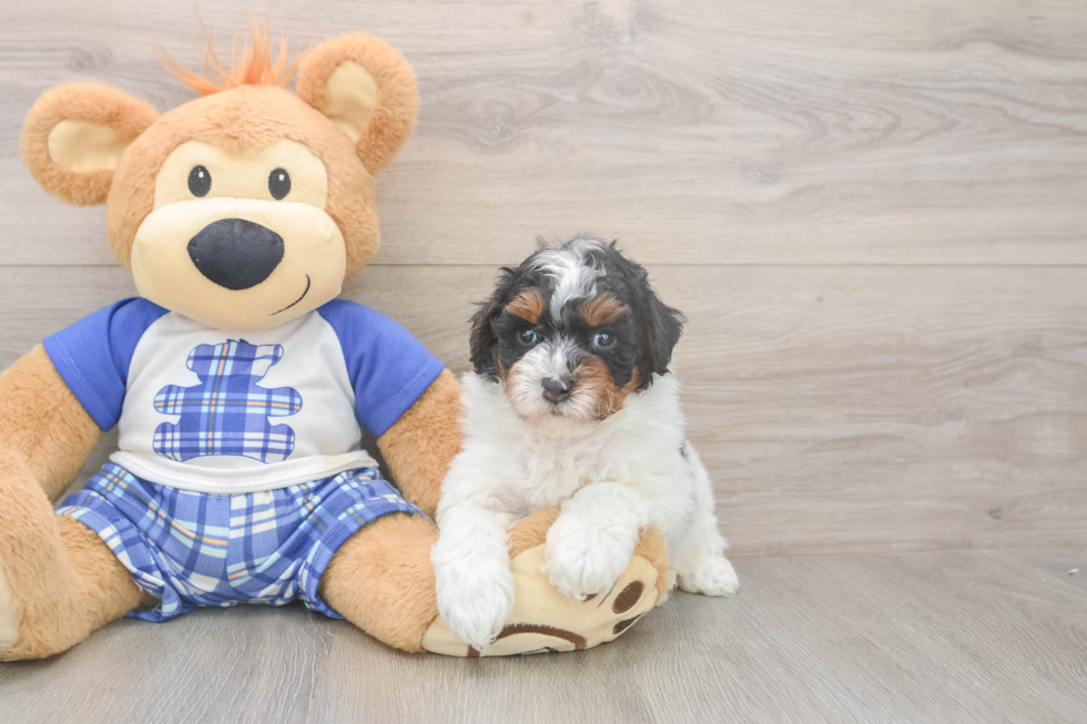 Poodle Pup Being Cute