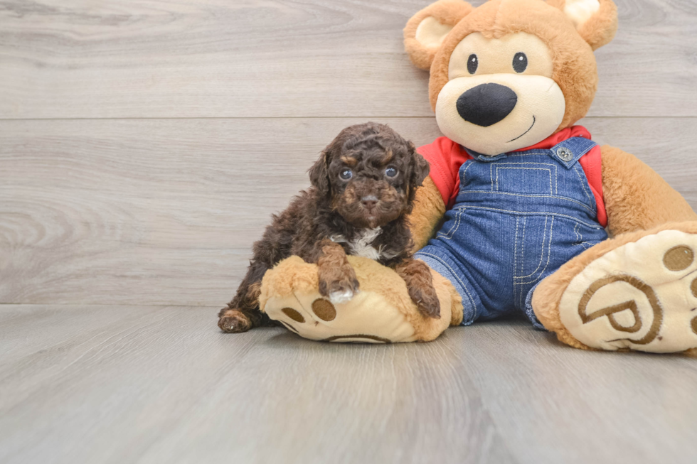 Friendly Poodle Purebred Pup