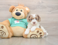 6 week old Poodle Puppy For Sale - Pilesgrove Pups