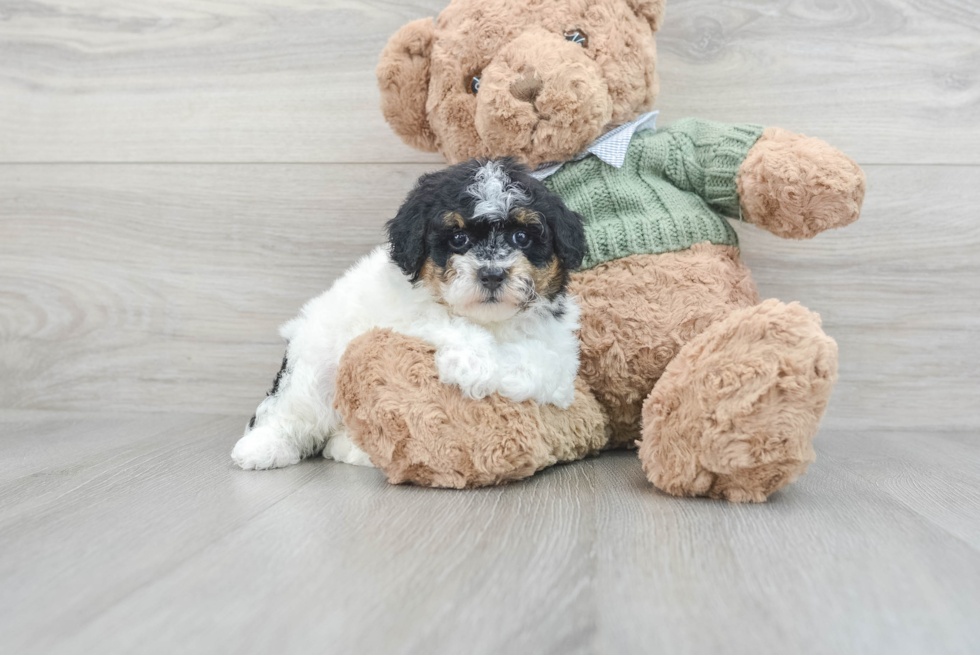 Fluffy Pudle Purebred Puppy