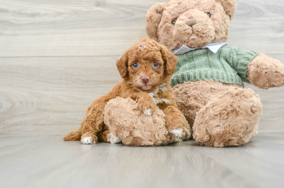 5 week old Poodle Puppy For Sale - Pilesgrove Pups