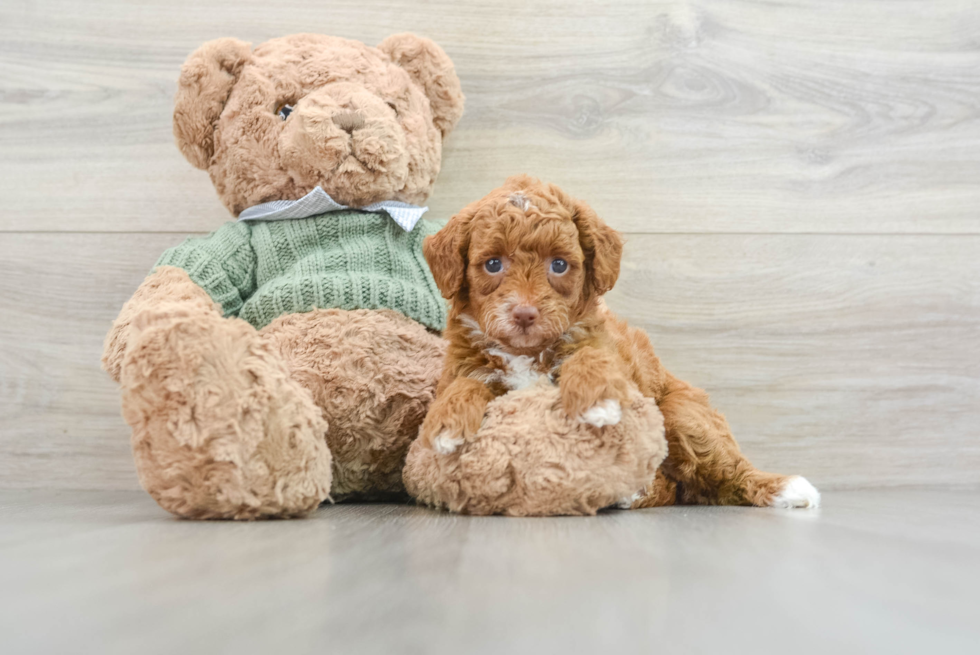 Little Poodle Purebred Pup