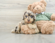 8 week old Poodle Puppy For Sale - Pilesgrove Pups