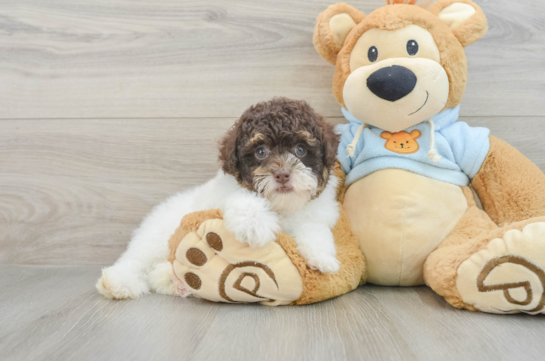 Playful Poodle Baby