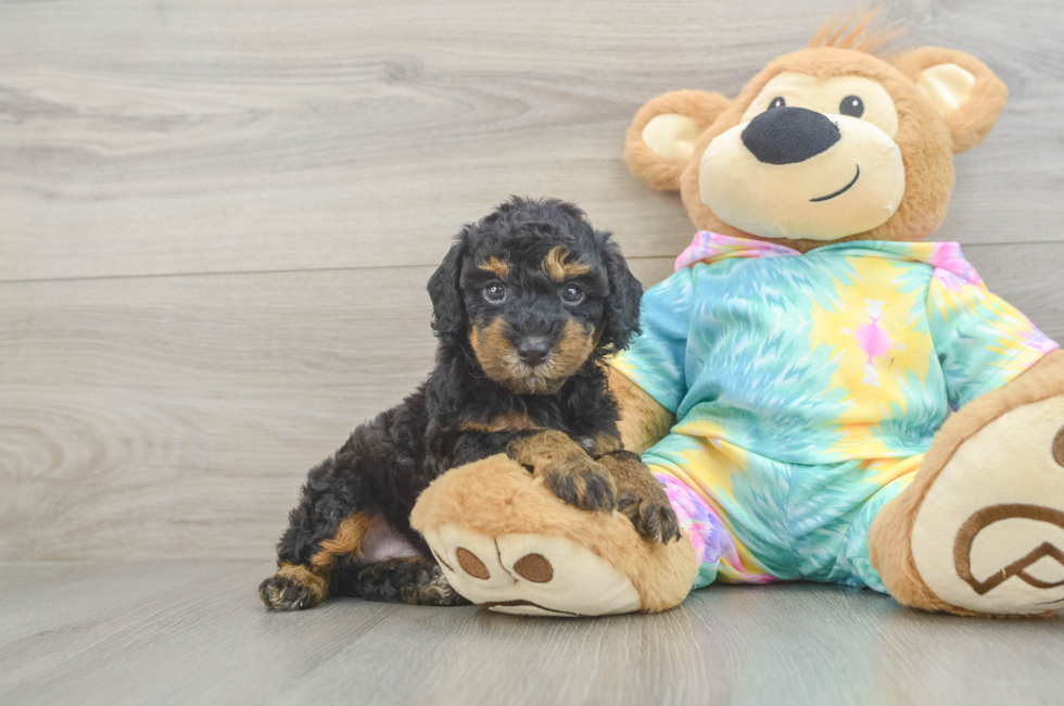 5 week old Poodle Puppy For Sale - Pilesgrove Pups