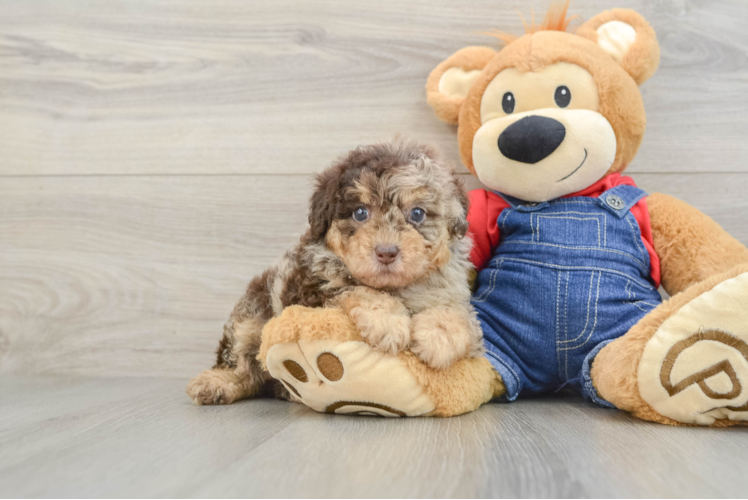 Poodle Pup Being Cute