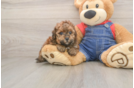 Popular Poodle Purebred Pup