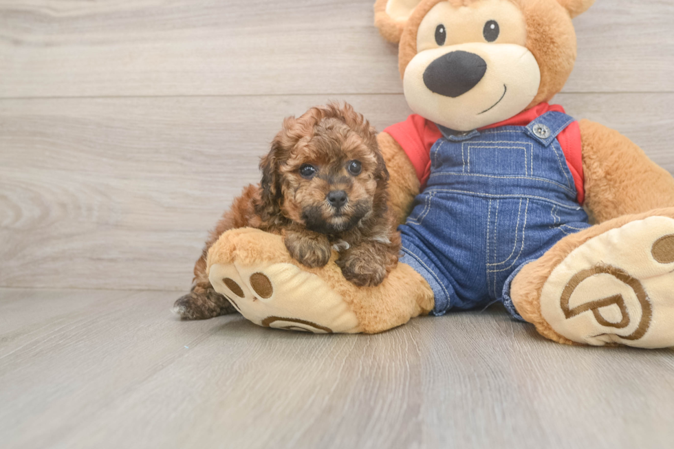Popular Poodle Purebred Pup