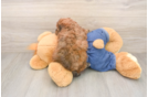 Best Poodle Baby