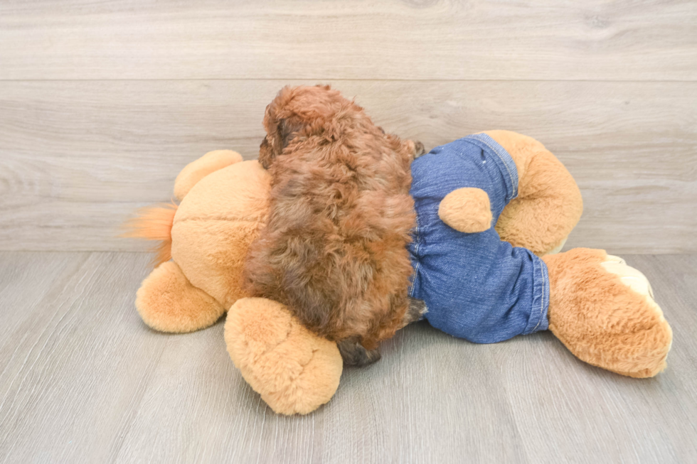 Best Poodle Baby