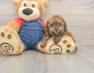 8 week old Poodle Puppy For Sale - Pilesgrove Pups