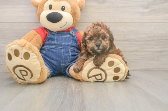 Adorable Pooodle Purebred Puppy
