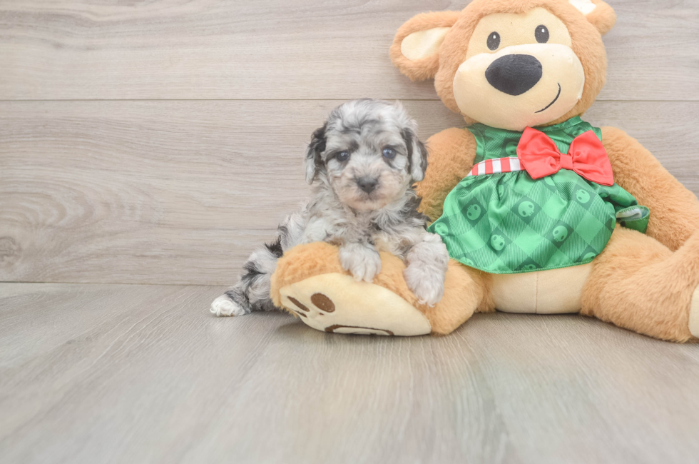 5 week old Poodle Puppy For Sale - Pilesgrove Pups
