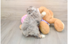 Best Poodle Baby