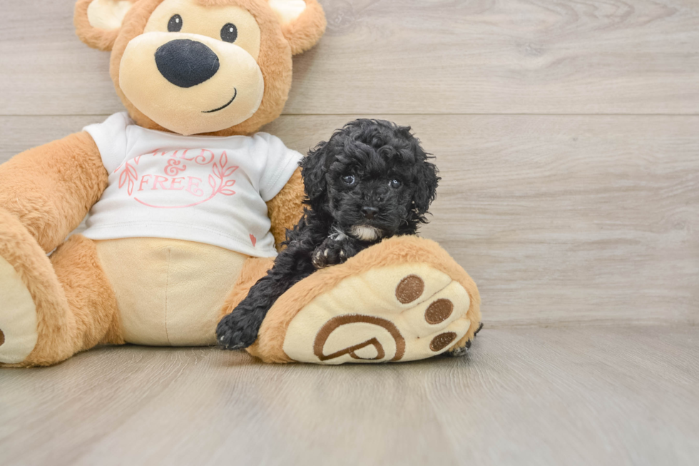Little Poodle Baby