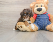 9 week old Poodle Puppy For Sale - Pilesgrove Pups