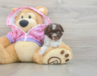 6 week old Poodle Puppy For Sale - Pilesgrove Pups
