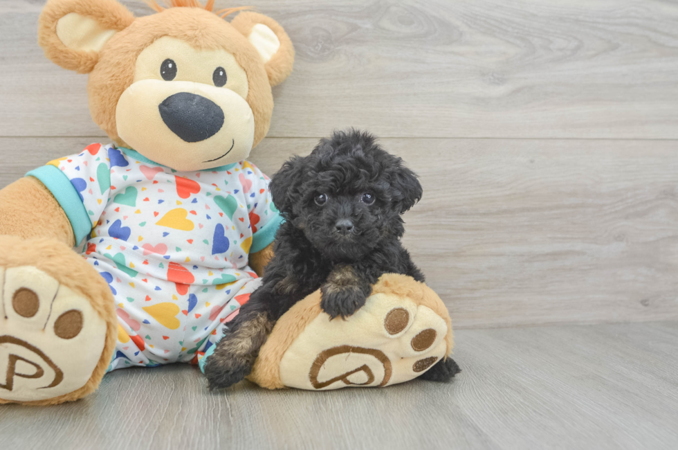 5 week old Poodle Puppy For Sale - Pilesgrove Pups