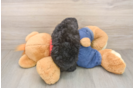 Best Poodle Baby