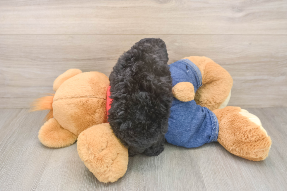 Best Poodle Baby