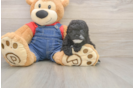 Poodle Puppy for Adoption