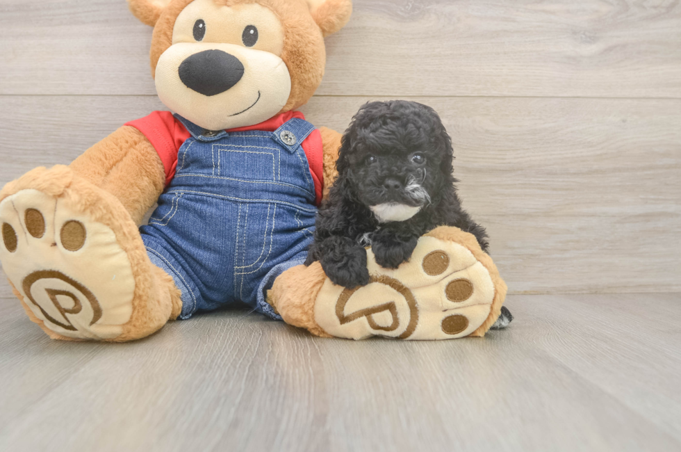 5 week old Poodle Puppy For Sale - Pilesgrove Pups