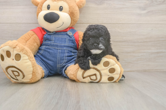 Poodle Puppy for Adoption