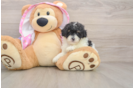 Poodle Puppy for Adoption