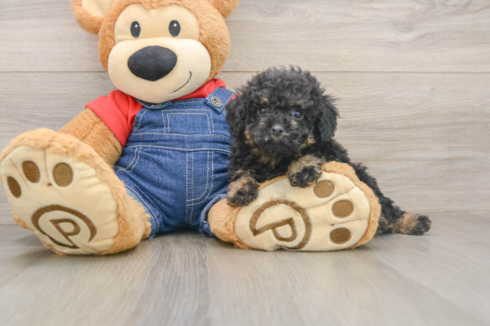 Poodle Pup Being Cute