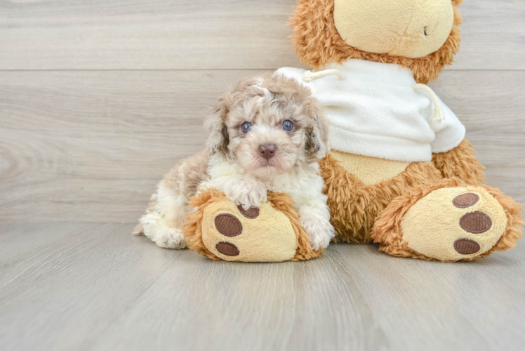 Akc Registered Poodle Purebred Pup