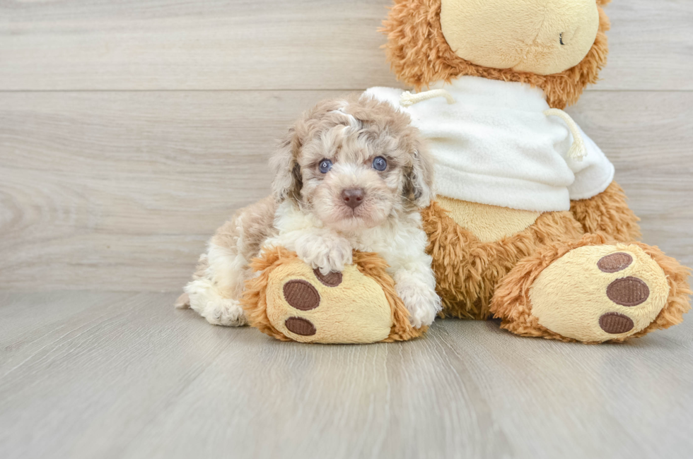 5 week old Poodle Puppy For Sale - Pilesgrove Pups