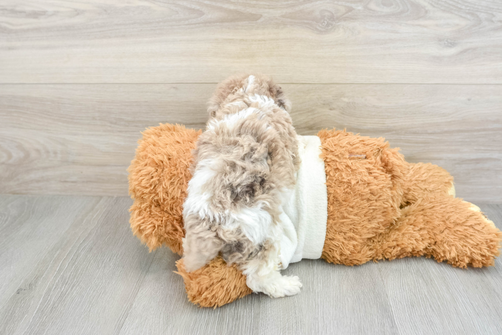 Playful Poodle Purebred Pup