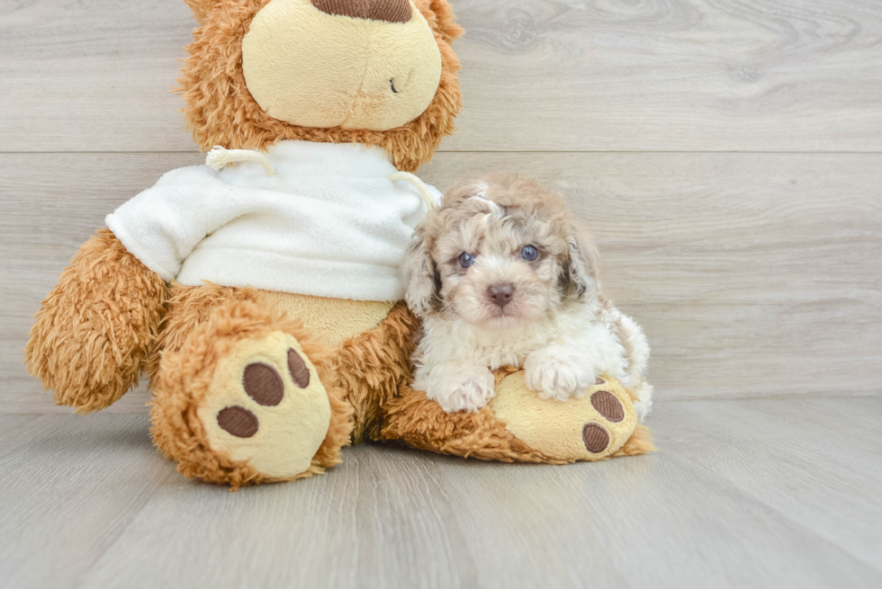 Poodle Pup Being Cute