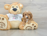 6 week old Poodle Puppy For Sale - Pilesgrove Pups